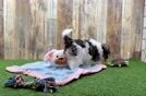Havanese Pup Being Cute