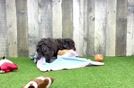 Best Mini Goldendoodle Baby