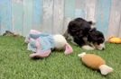 Best Mini Bernedoodle Baby