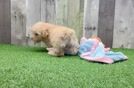 Maltipoo Pup Being Cute