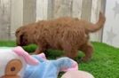 Mini Goldendoodle Pup Being Cute