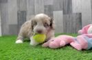 Funny Mini Aussiedoodle Poodle Mix Pup