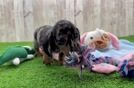 Dachshund Pup Being Cute