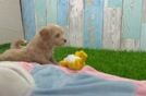 Adorable Moodle Poodle Mix Puppy