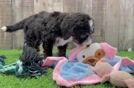 Meet Bernie - our Mini Bernedoodle Puppy Video