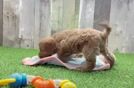 Meet Kenobi - our Cavapoo Puppy Video