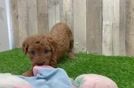 Adorable Golden Retriever Poodle Mix Poodle Mix Puppy