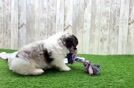 Meet Jazzy - our Shih Poo Puppy Video