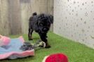 Poodle Pup Being Cute