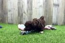 Funny Havanese Purebred Pup