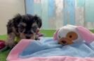 Best Yorkie Poo Baby