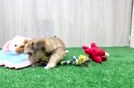 Sweet Shorkie Baby