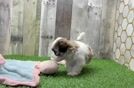 Meet Fleur - our Teddy Bear Puppy Video  - Pilesgrove Pups Teddy Bear Puppy for Adoption