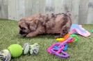 Meet Melissa - our Shih Poo Puppy Video