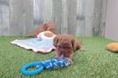 Cavapoo Pup Being Cute