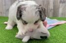 Playful Cavapoodle Poodle Mix Puppy