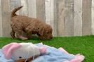 Mini Goldendoodle Puppy for Adoption