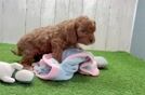 Funny Cavapoo Poodle Mix Pup