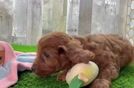 Little Cavipoo Poodle Mix Puppy