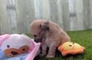 Meet Idol - our Mini Aussiedoodle Puppy Video