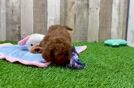 Best Mini Goldendoodle Baby