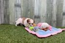 Meet Nebula - our Teddy Bear Puppy Video