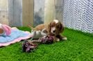 Meet Oscar - our Cavapoo Puppy Video