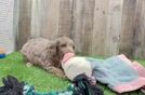 Hypoallergenic Aussiepoo Poodle Mix Puppy