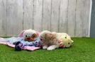 Meet Adolfo - our Maltipoo Puppy Video