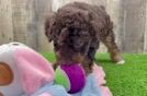 Funny Poodle Purebred Pup