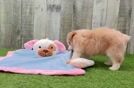 Best Mini Aussiedoodle Baby