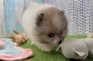 Popular Pomeranian Purebred Pup