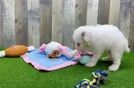 Best Poodle Baby