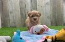 Best Maltipoo Baby