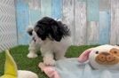 Adorable Cavalier Bichon Designer Puppy