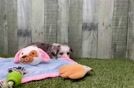 Mini Aussiedoodle Puppy for Adoption
