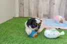 Popular Cavapoo Poodle Mix Pup