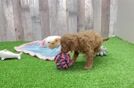 Happy Cockapoo Baby