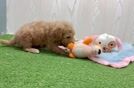 Meet Carson - our Mini Goldendoodle Puppy Video
