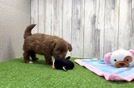 Small Havapoo Baby