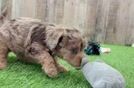 Petite Mini Aussiedoodle Poodle Mix Pup