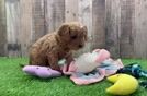 Cavapoo Pup Being Cute