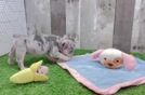 Funny French Bulldog Purebred Pup