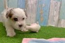 Little Malt Oodle Poodle Mix Puppy