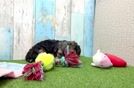 Funny Yorkie Poo Poodle Mix Pup