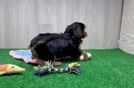 Smart Yorkie Poo Poodle Mix Pup