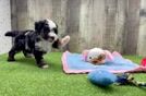 Sweet Pudle Purebred Puppy