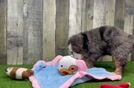 Mini Bernedoodle Pup Being Cute