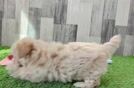 Energetic Maltepoo Poodle Mix Puppy