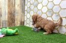 Meet Vance - our Cavapoo Puppy Video